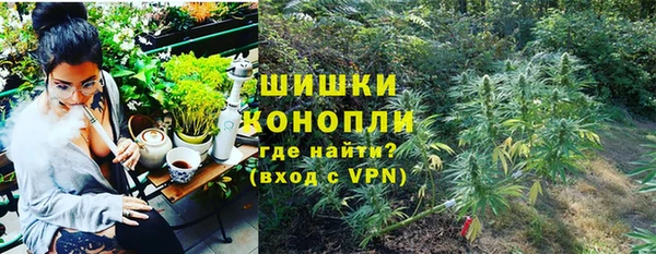 прущие грибы Новозыбков
