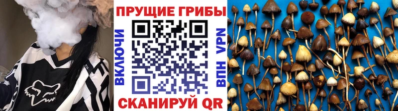 как найти закладки  Покров  Галлюциногенные грибы Cubensis 